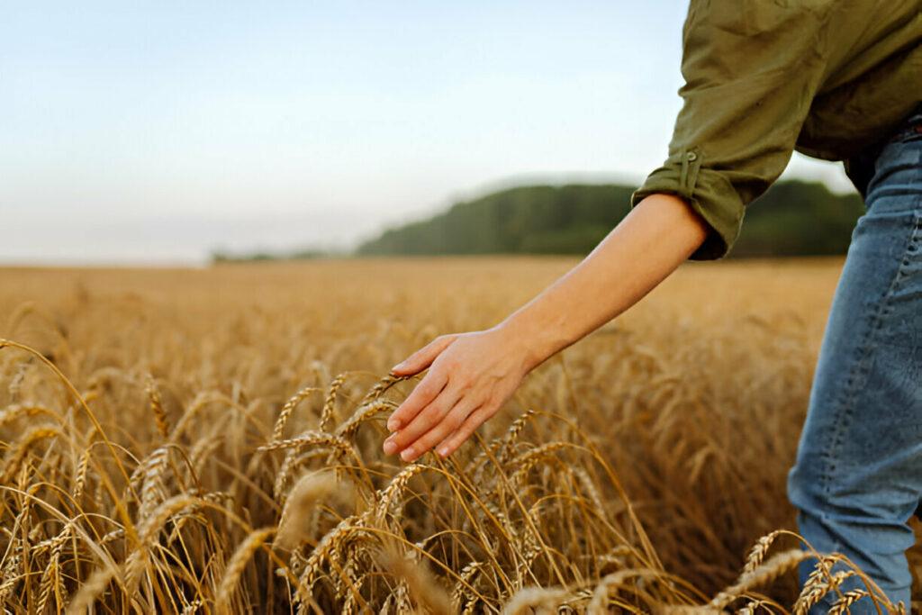 Sustainable Farming Practices at Doves Farm